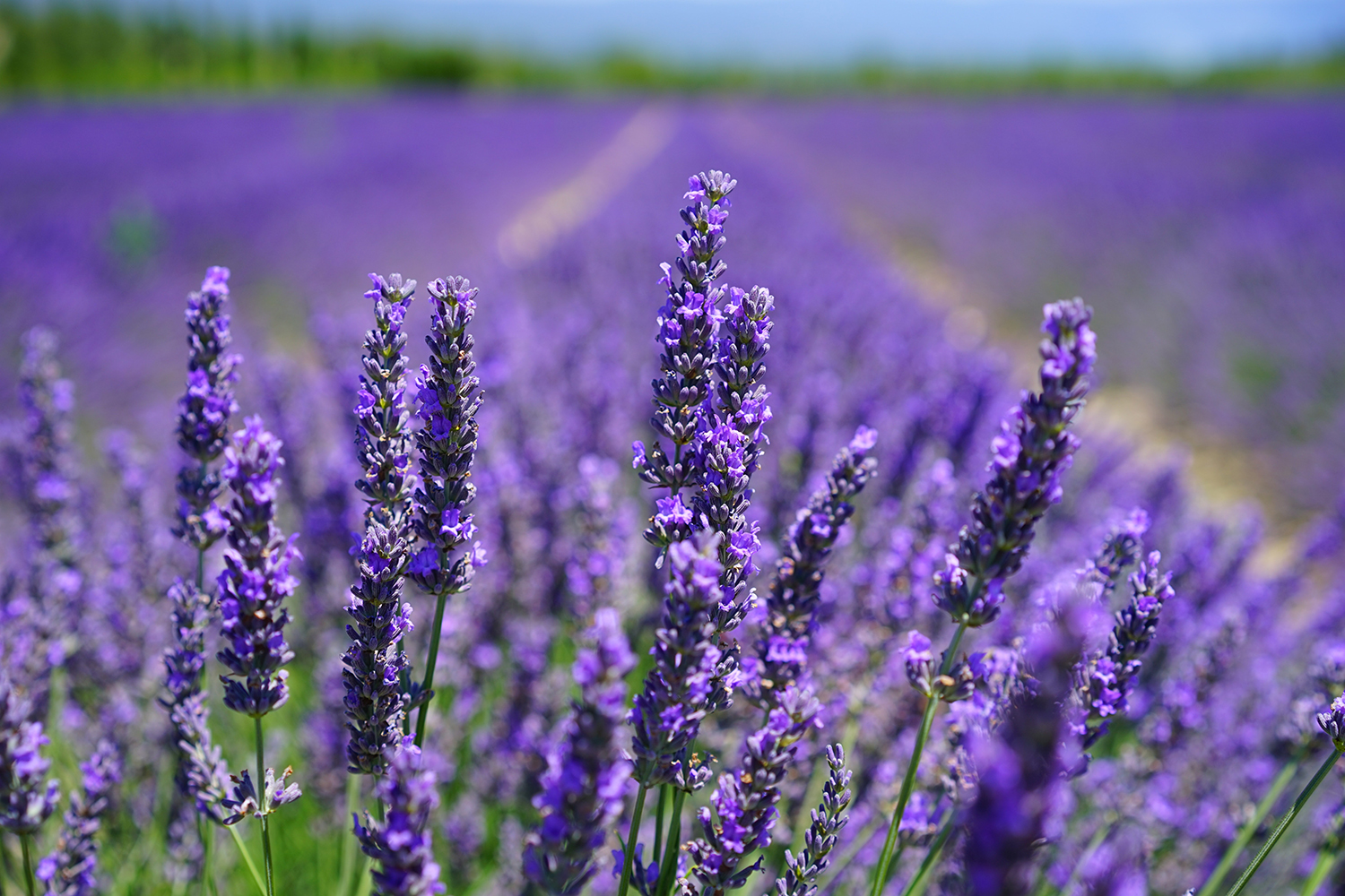 aroma-blooming-lavender-close-up